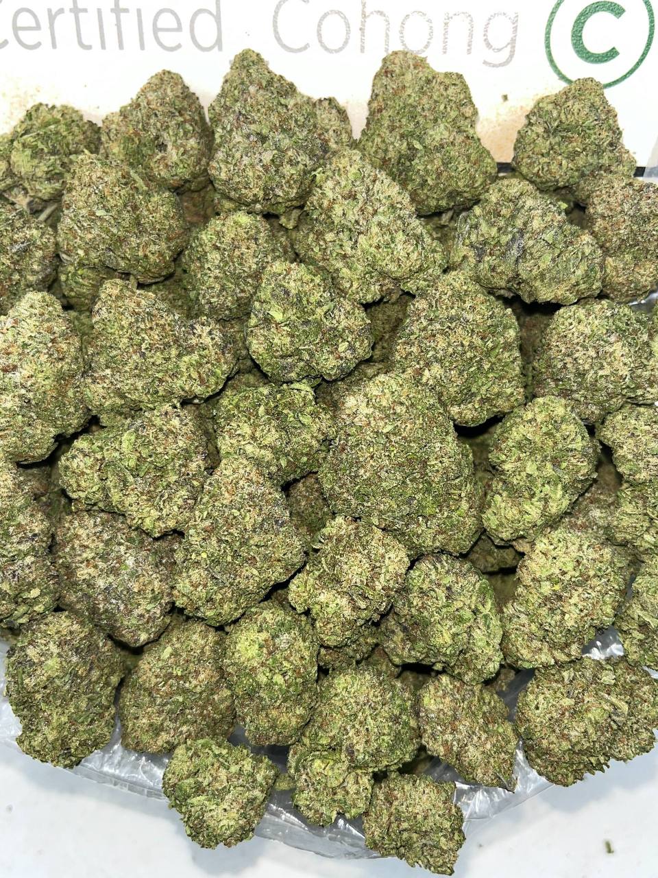 Cali Gelatti