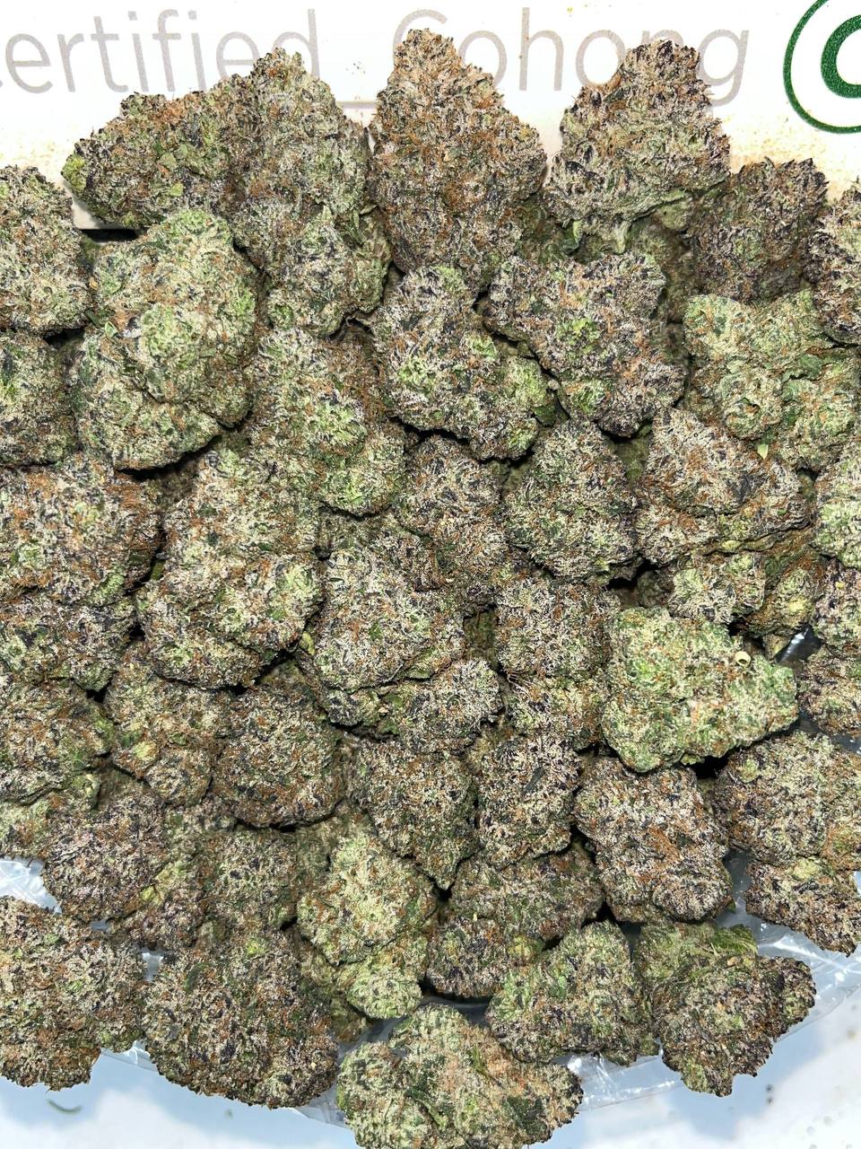 Northern Lights